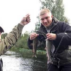 Značilnosti ribolova lipana: opis rib in kaj ujeti