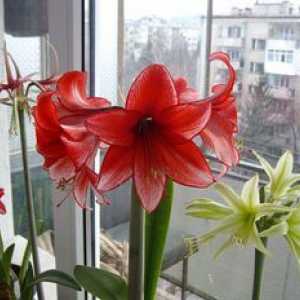 Značilnosti skrbi za amaryllis doma