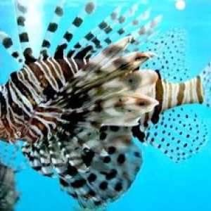 Posebnosti življenja rib iz lionfish