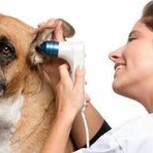 Otitis pri psu kot za zdravljenje: alergijski otitis