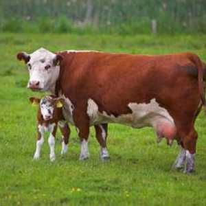 Krava koča: znaki, kako se krava rodi