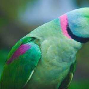 Parakeet ali papiga ptica