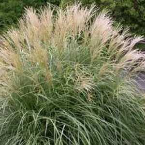 Pampasova trava (Cortaderia): opis in gojenje iz semen