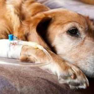 Pankreatitis pri psih: vzroki, simptomi, zdravljenje in preprečevanje