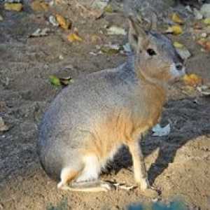 Patagonian Mara: zajček ali mumps?