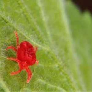 Spider mite: opis, sredstva in metode boja