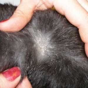 Prhljaj pri mačkah: vzroki in zdravljenje