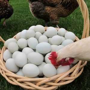 Zakaj piščanci lahko jedo jajca: kaj storiti