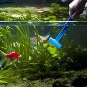 Zakaj voda v akvariju postane motna: razlogi, kako se znebiti motnosti