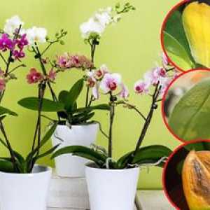 Zakaj so listi rumeni v orhideji in kako ravnati z njim?