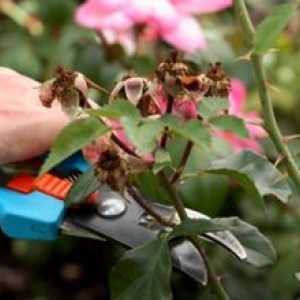 Priprava vrtnic za zimo: kako pravilno izrezati grmovje v jeseni