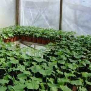Top prelivanje kumar v rastlinjaku iz polikarbonata