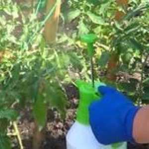 Vrh preliv paradižnika: uporaba gnojil in sečnine