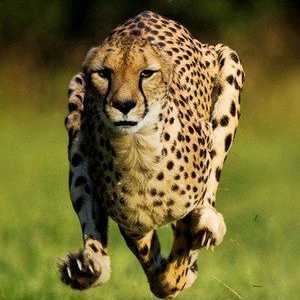 Indikatorji hitrosti geparda, kjer živi