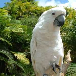 Parrot Cockatoo: Lepa ptica, spremljevalec in prijatelj