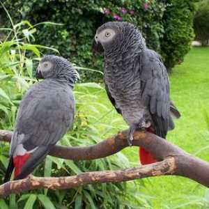 Parrot je pohlepna ali afriška siva papiga