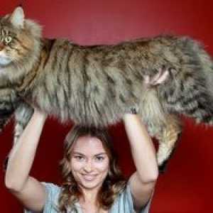Brea `Maine Coon`: teža odrasle mačke po mesecih