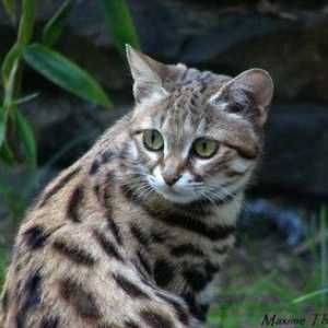 Pasme divjih mačk: značilnosti, vrste in fotografije