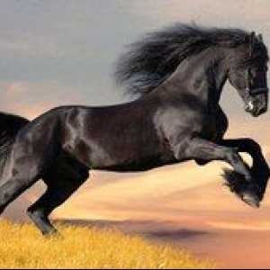 Pasme konj: vrste, fotografije, opis čistokrvnih konj