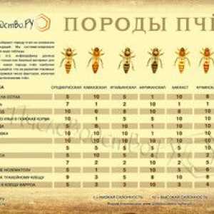 Pasme čebel: opis in fotografije najbolj priljubljenih pasem čebel