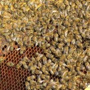 Pasma čebel s fotografijo in opisom