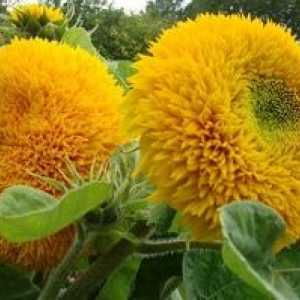 Sajenje dekorativnih sončnic iz semen in skrb za njih