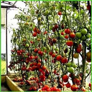 Saditev paradižnika v polikarbonatnem rastlinjaku