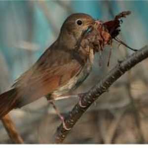 Perutninski flycatcher: habitat, življenjski slog, prehrana