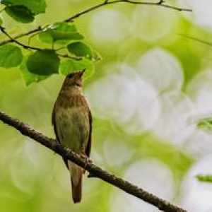 Ptičja slaščičarna: način življenja, kjer prezimovanje, razmnoževanje in prehrana