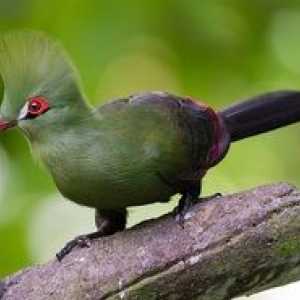 Bird Turako: opis in vrste bananidov