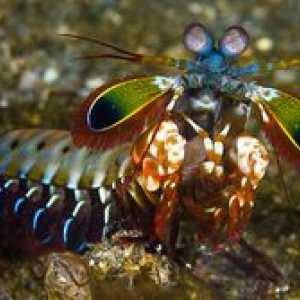 Praying mantis: značilnosti morske pošasti