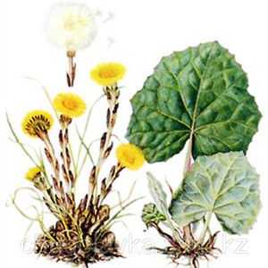 Rastlinska mati in maestra: zdravilne lastnosti cvetov in trave