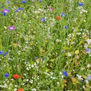 Raznolikost travniških rastlin: cvetje in trave