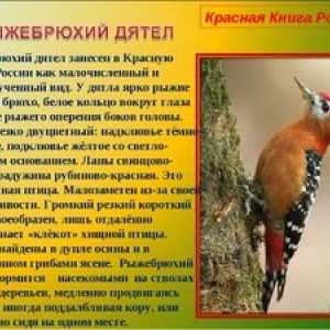 Redke in ogrožene vrste ptic, vključene v rdečo knjigo