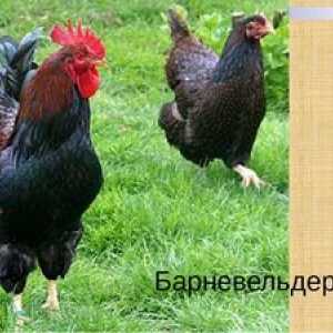 Redke piščance pasme jajčnega mesa Barnevelder