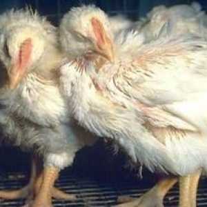 Mikoplazmoza dihal pri simptomih in zdravljenju pitovnih piščancev