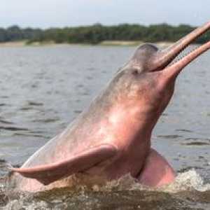 Roza ali reka Amazonka delfin