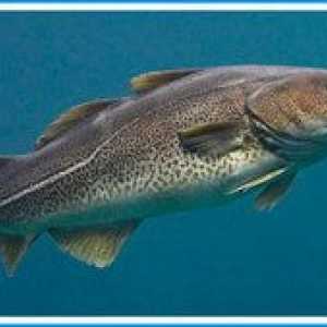 Ribe družine trsk: lastnosti, vrste, habitat