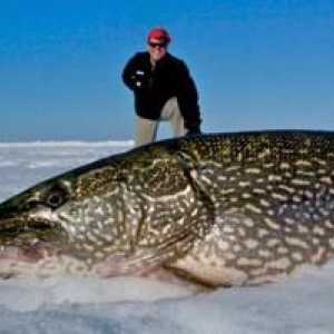 Največja ščuka na svetu: miti in dejstva o velikih ribah