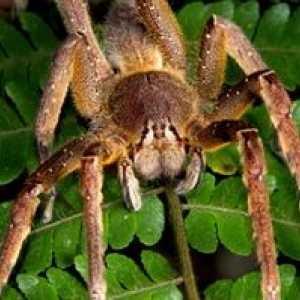 Največji in najnevarnejši pajki na svetu