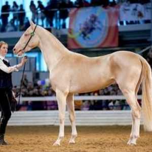Najdražji konj na svetu: cene in imena