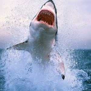 Najbolj nevarni morski psi na svetu. 10 najnevarnejših morskih psov