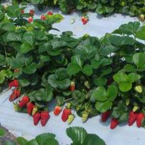 Skrivnosti letne jagode, ki rastejo v rastlinjaku