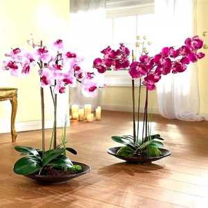 Skrivnosti skrbi za orhideje