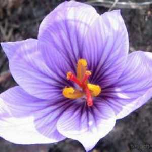 Žafran: opis, ocene in značilnosti cvetličnega oskrbe