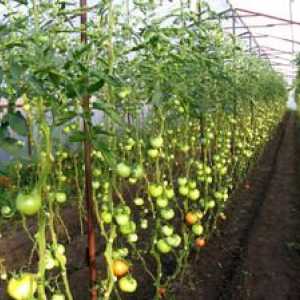 Shema sajenja paradižnika: koliko sadijo v rastlinjaku 3x6 m