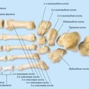 Shema strukture kosti noge osebe