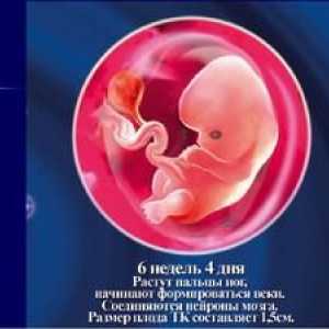 Šesti teden nosečnosti: razvoj ploda in občutek nosečnice