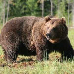Sibirski rjavi medved - opis mogočne živali