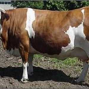 Simentalna pasma krav: značilnost